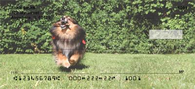 Happy Sheltie