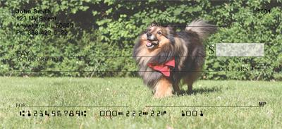 Happy Sheltie