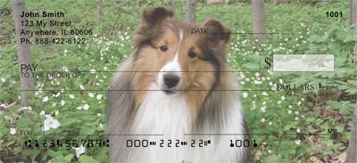 Lovely Shelties