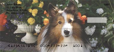 Lovely Shelties