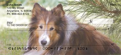 Lovely Shelties