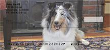 Motley Sheltie
