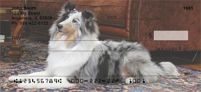 Motley Sheltie