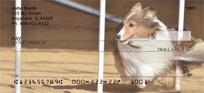 Agile Shelties