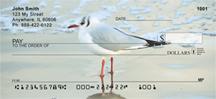 Seagulls