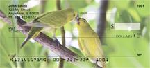 Parakeets