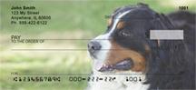 Playful Bernese Mountain Dogs