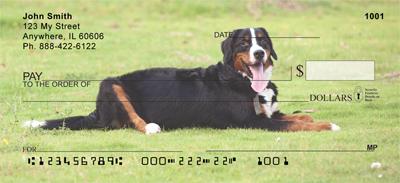 Playful Bernese Mountain Dogs