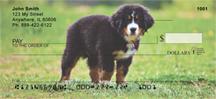 Bernese Pups