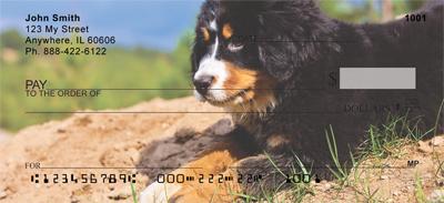 Bernese Pups
