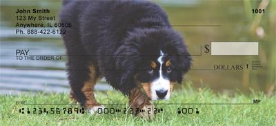 Bernese Pups