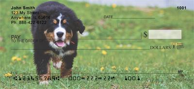 Bernese Pups