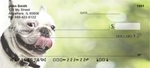 White French Bulldogs