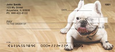 White French Bulldogs