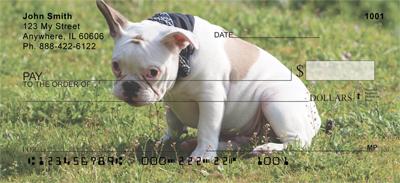 White French Bulldogs