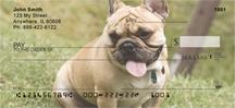 Tan French Bulldogs