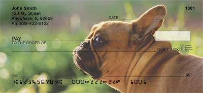 Tan French Bulldogs