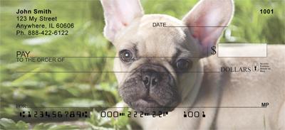 Tan French Bulldogs