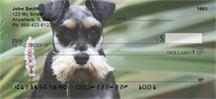 Miniature Schnauzers Outside