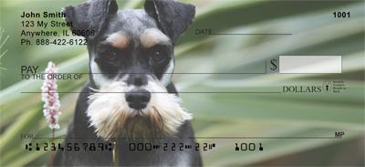 Miniature Schnauzers Outside
