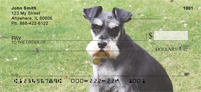 Miniature Schnauzers Outside