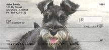 Cute Miniature Schnauzers
