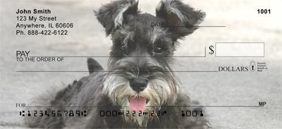 Cute Miniature Schnauzers