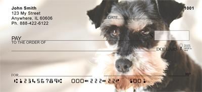 Cute Miniature Schnauzers