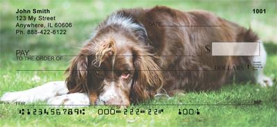 Sweet Springer Spaniels