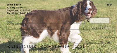 Sweet Springer Spaniels