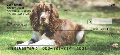 Sweet Springer Spaniels