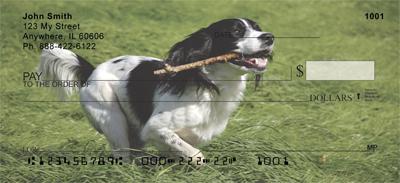 Black Springer Spaniels