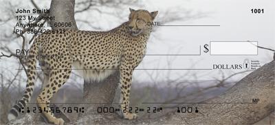 Sleek Cheetahs