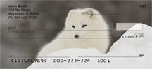 Arctic Foxes