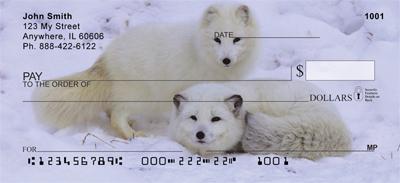 Arctic Foxes