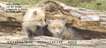 Red Fox Kits