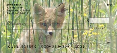 Red Fox Kits