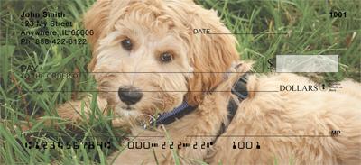 Labradoodles