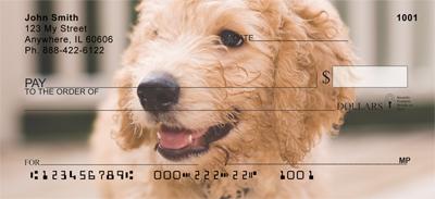 Labradoodles