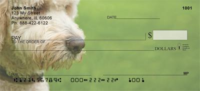 Labradoodles