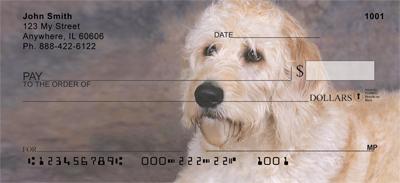 Labradoodles