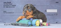 Min Pin Puppies