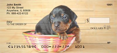 Min Pin Puppies