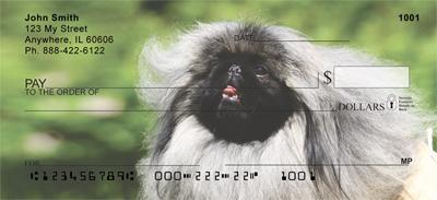 Cute Pekingese