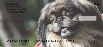 Cute Pekingese