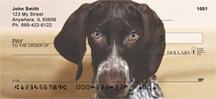 German Shorthaired Pointers