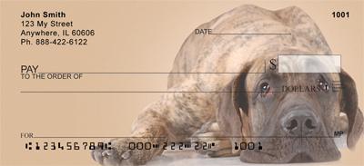 German Shorthaired Pointers