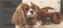 Pretty Cavalier King Charles Spaniels