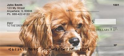 Pretty Cavalier King Charles Spaniels
