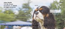 Tricolor Cavalier King Charles Spaniels